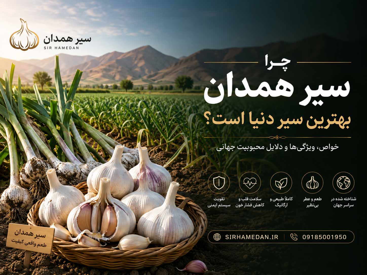 Why is Hamadan Garlic the Best Garlic in the World and What Are Its Benefits?